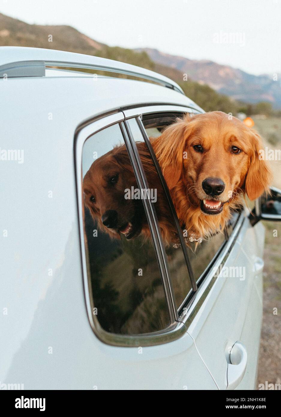 Auto RoadTrip con cane felice Foto Stock