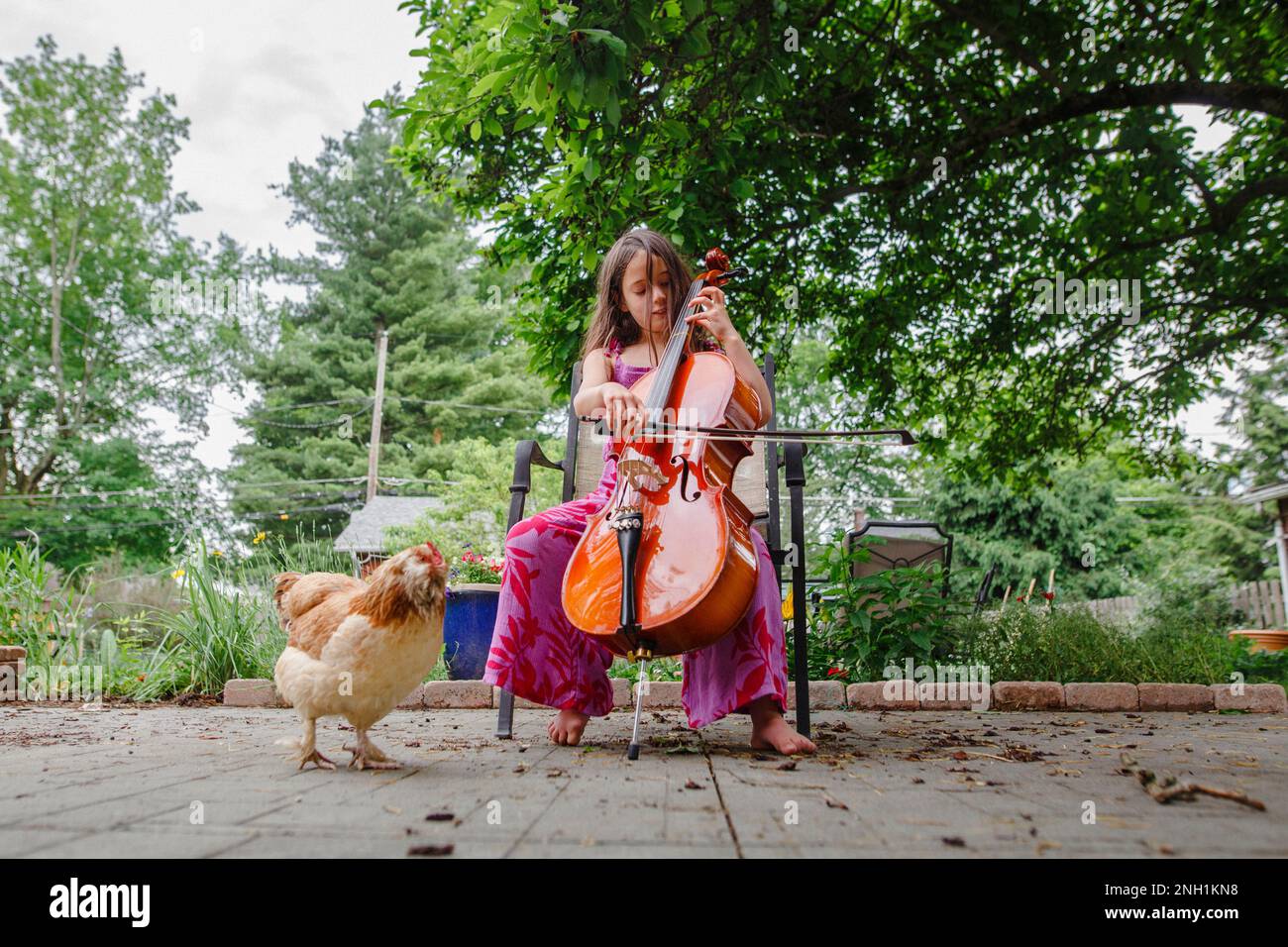 Una piccola ragazza a piedi nudi suona il violoncello per il suo pollo da compagnia in giardino Foto Stock