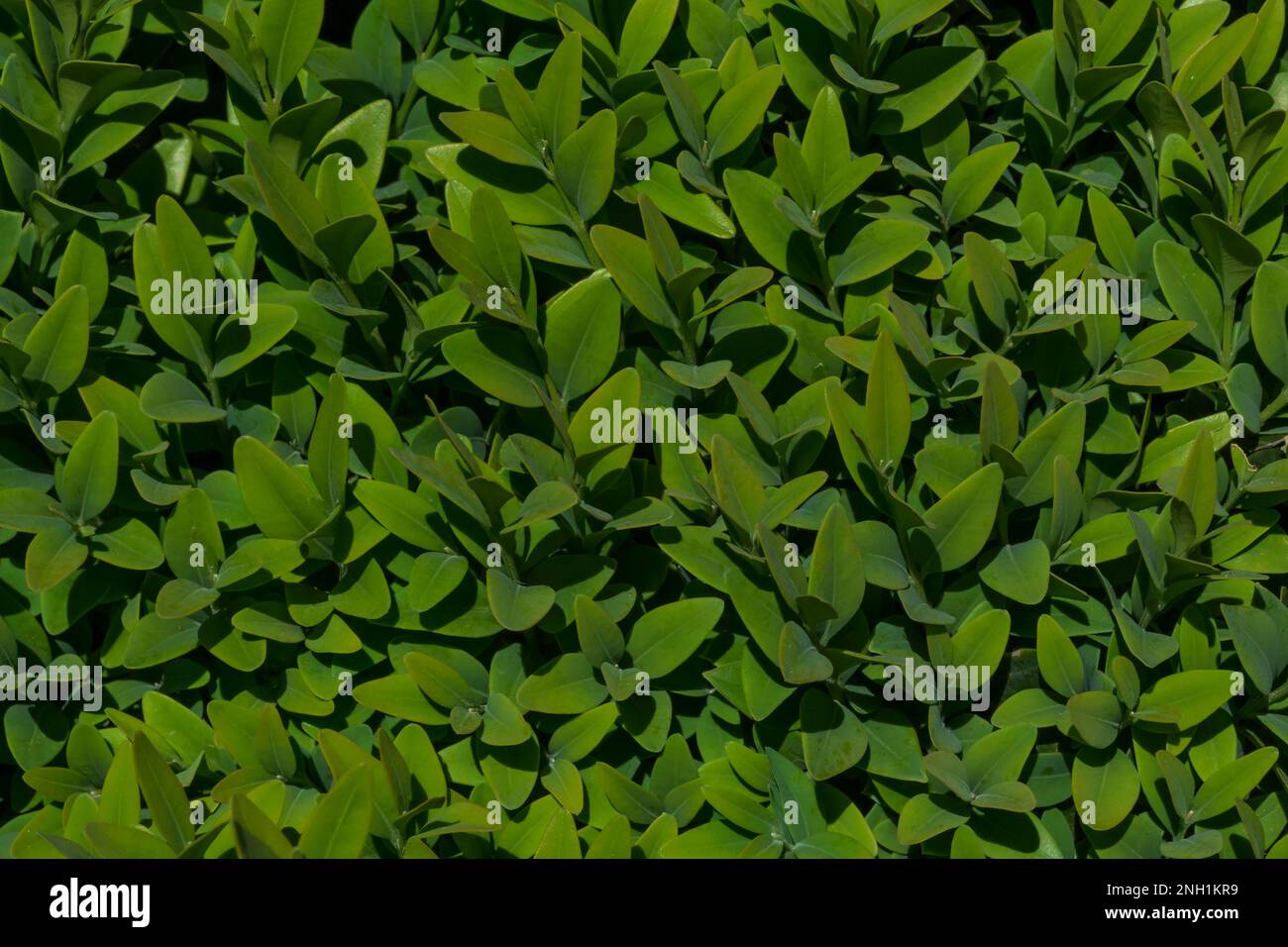 primo piano di foglie verdi di siepe in giardino Foto Stock