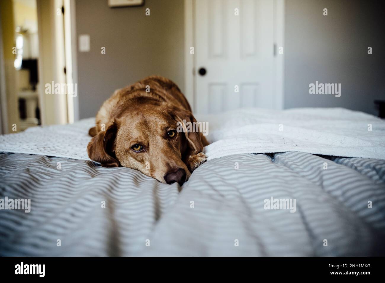 Sleepy Brown Dog che riposa sul letto grigio neutro Foto Stock