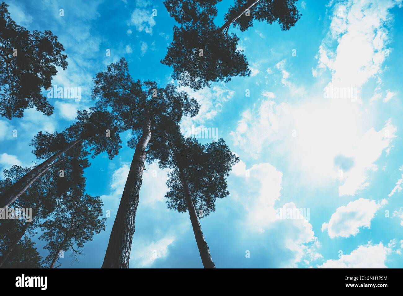 Cornice da alti pini contro un cielo nuvoloso. Pineta di sera. Vista prospettica. Vista dal basso. Foto Stock