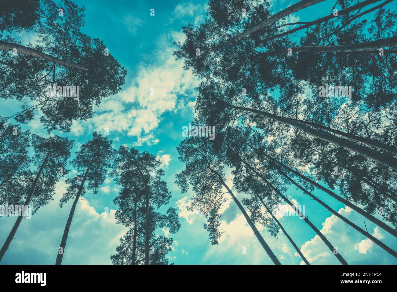Cornice da alti pini contro un cielo nuvoloso. Pineta di sera. Vista prospettica. Vista dal basso. Foto Stock