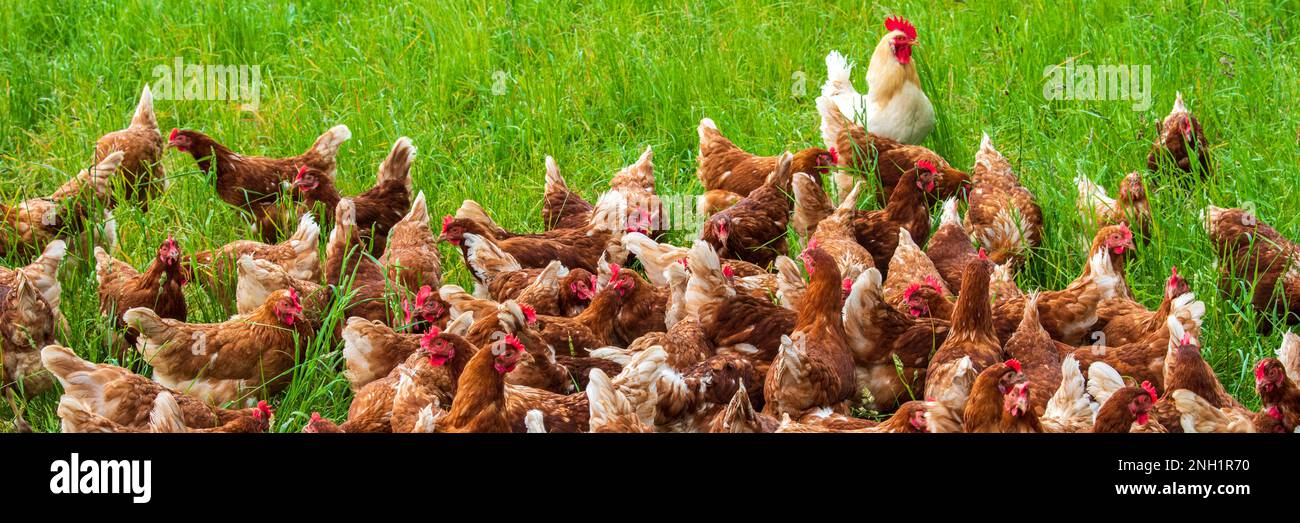 agricoltura all'aperto con pollo Foto Stock