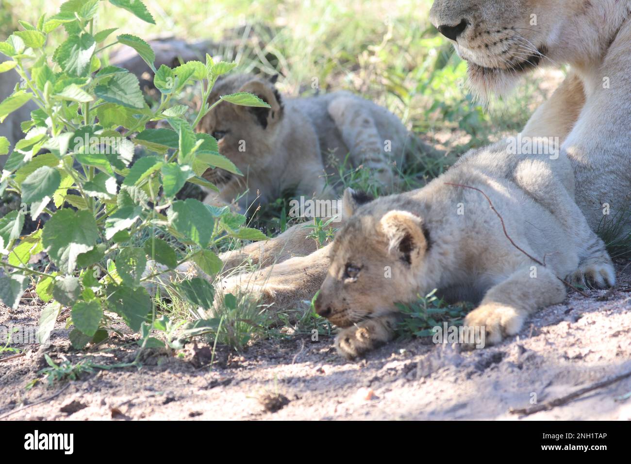 LION Foto Stock