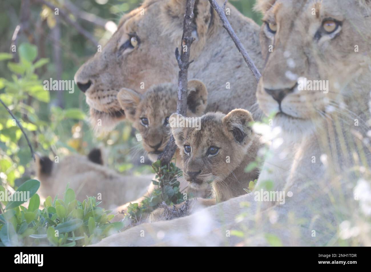 LION Foto Stock