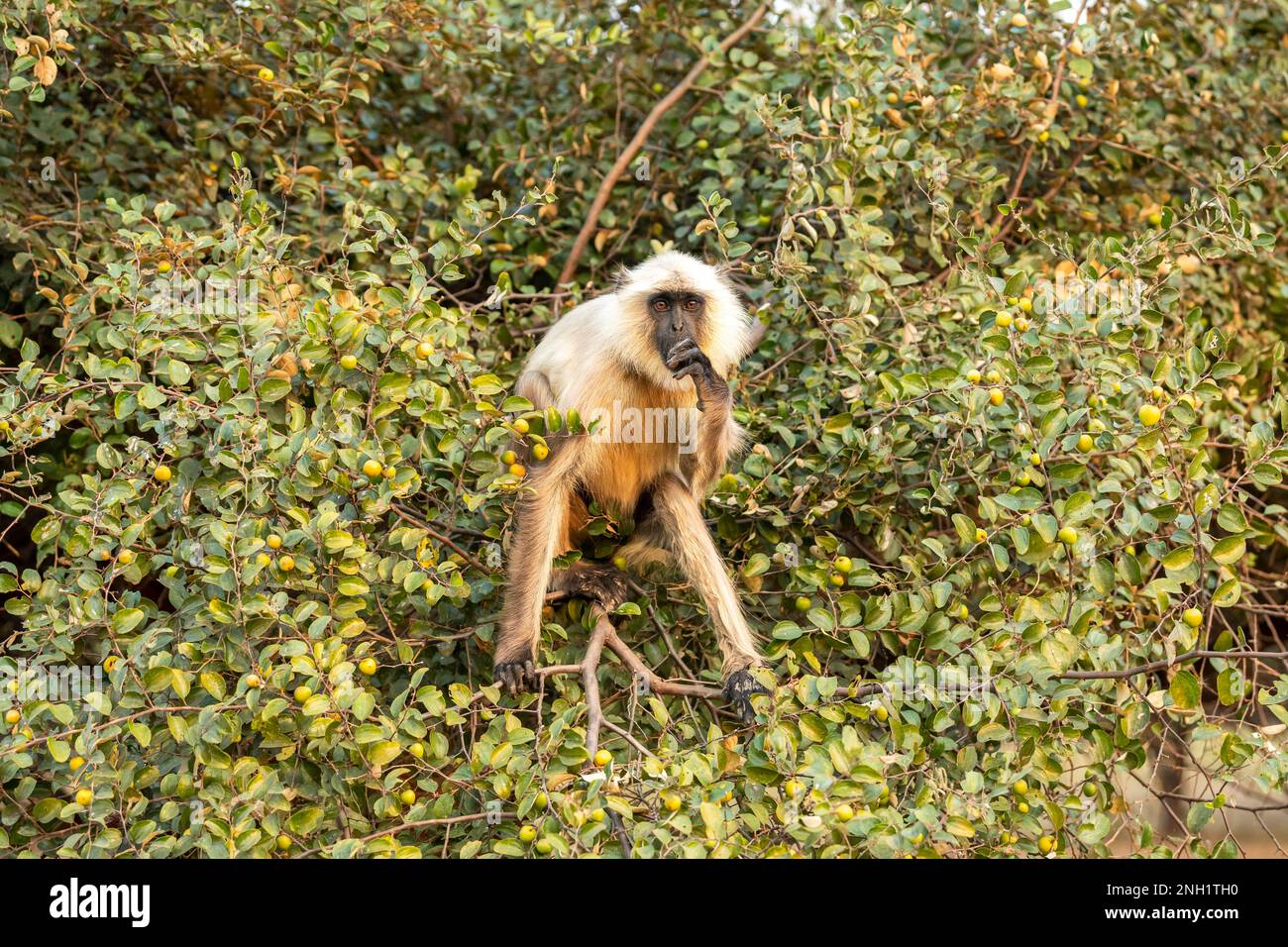 Piano Settentrionale Gray Langur o Semnopithecus entellus ritratto su albero che mangia Jujube o ber albero frutto espressione faccia al parco nazionale di Panna Foto Stock