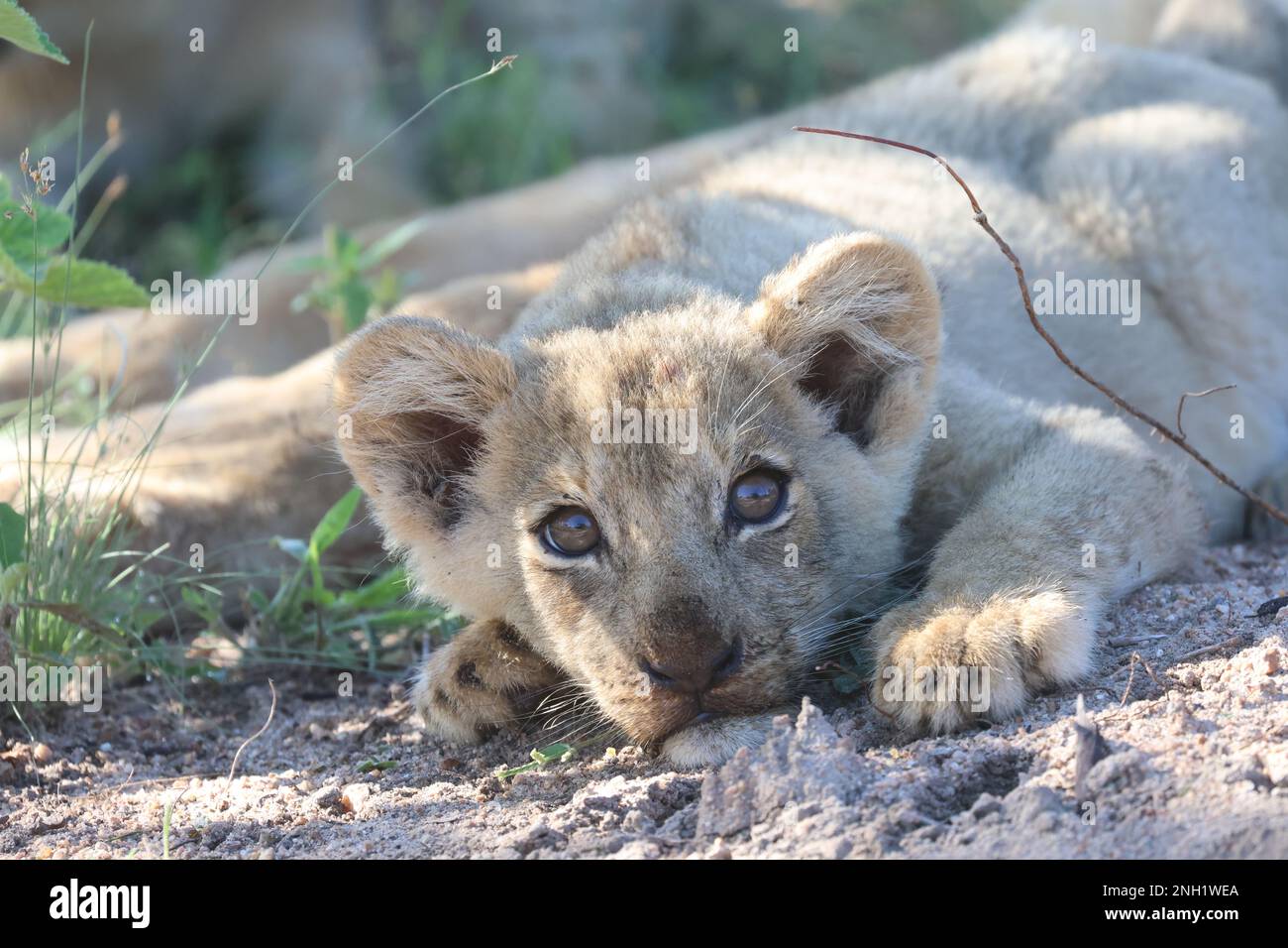 LION Foto Stock