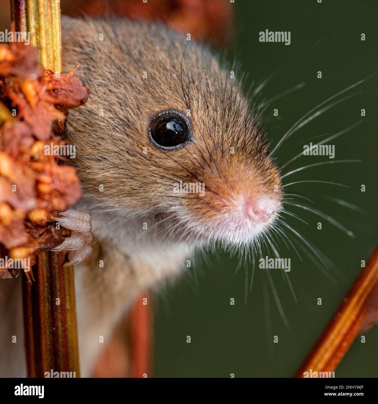 Harvest mouse su un fusto di pianta essiccato Foto Stock
