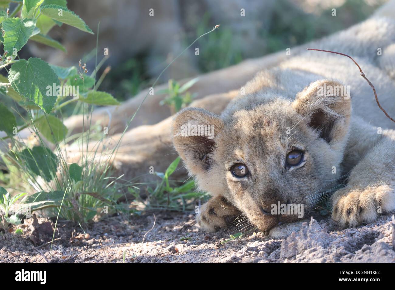 LION Foto Stock