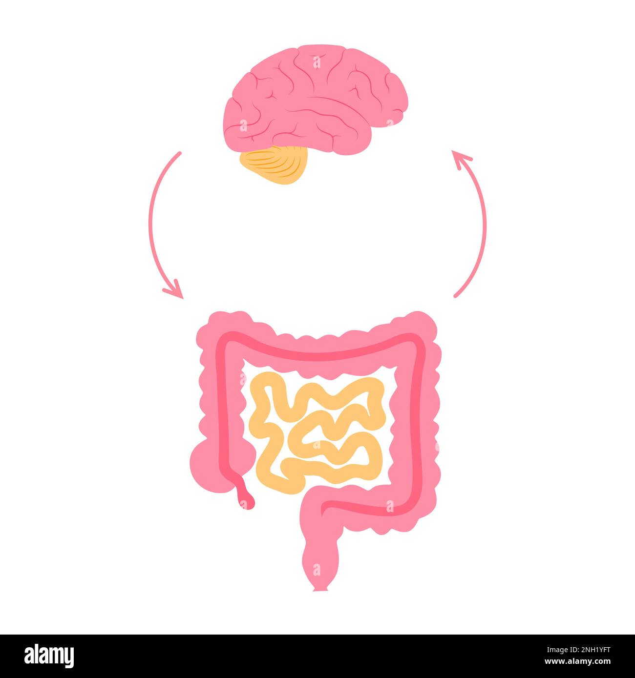 Connessione cerebrale intestinale, illustrazione Foto Stock