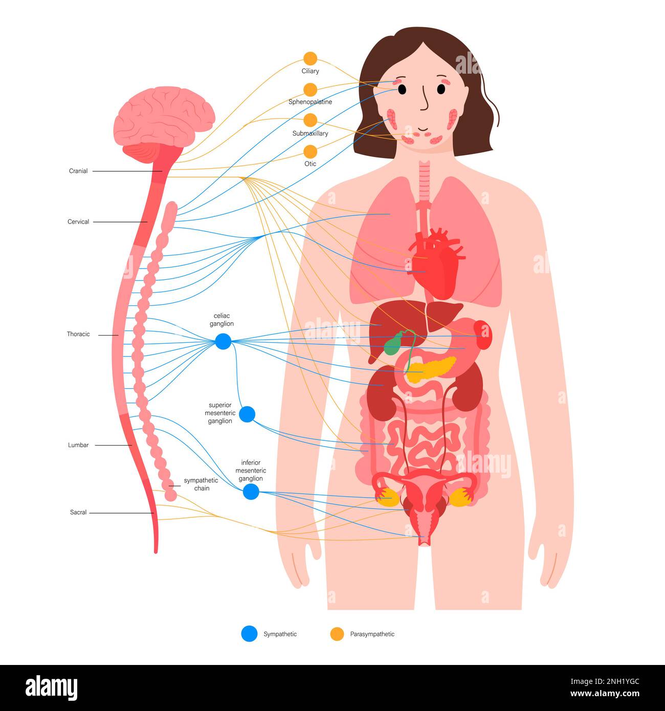 Sistema nervoso autonomo, illustrazione Foto Stock