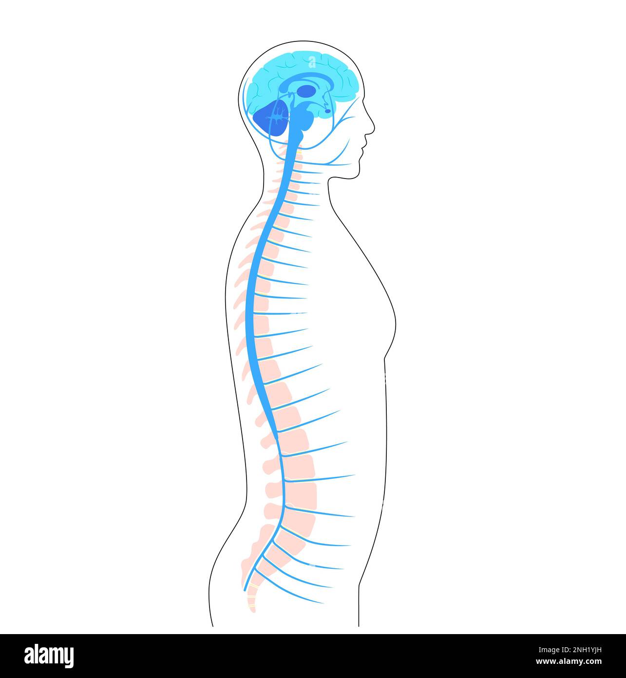 Anatomia del midollo spinale, illustrazione Foto Stock