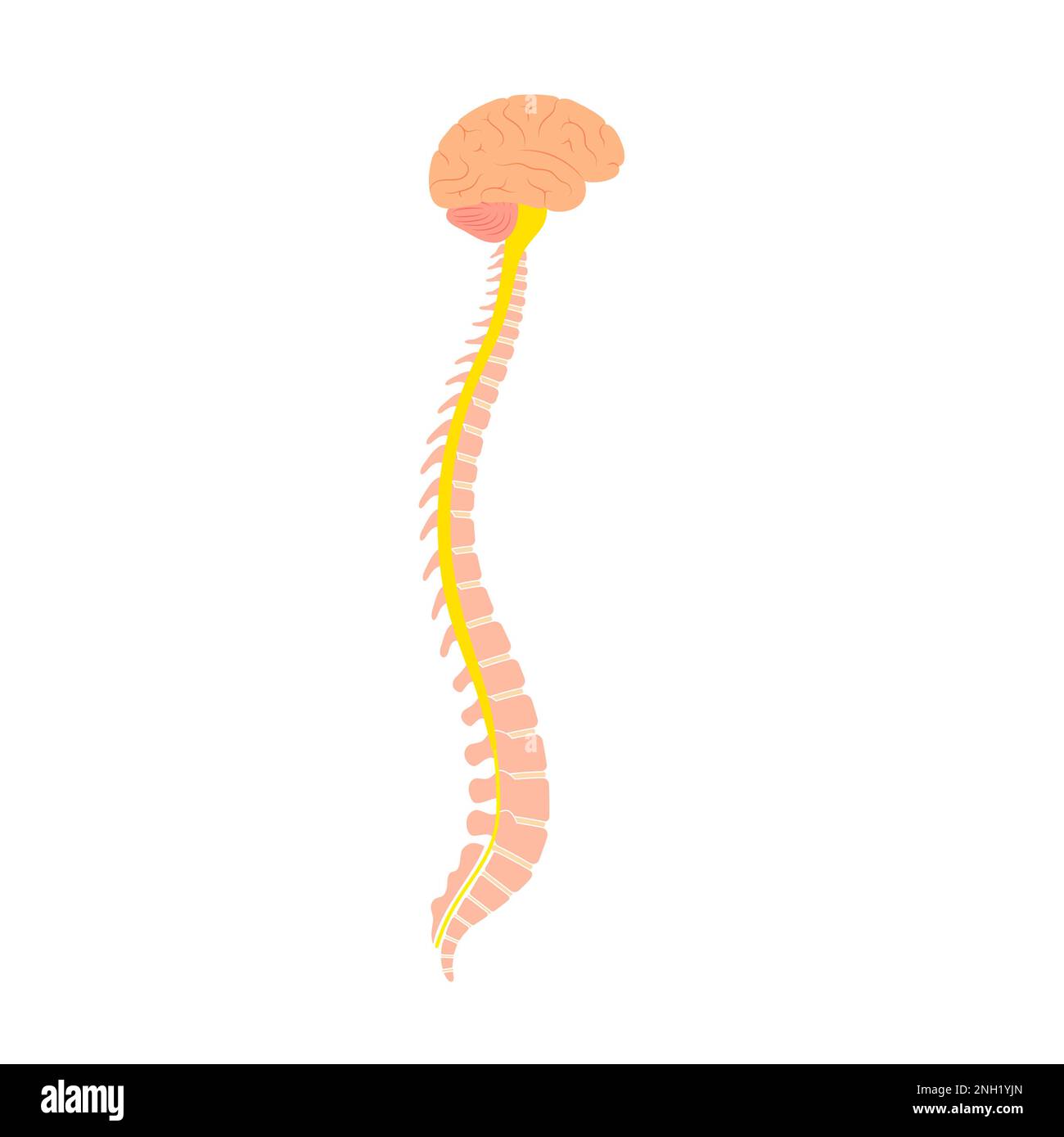 Anatomia del midollo spinale, illustrazione Foto Stock