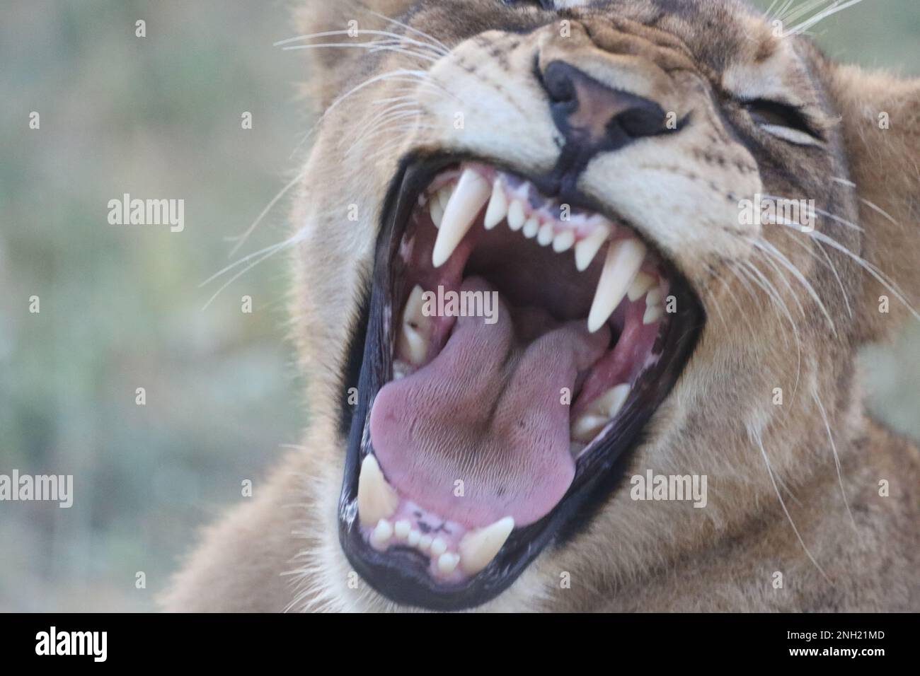 LION Foto Stock