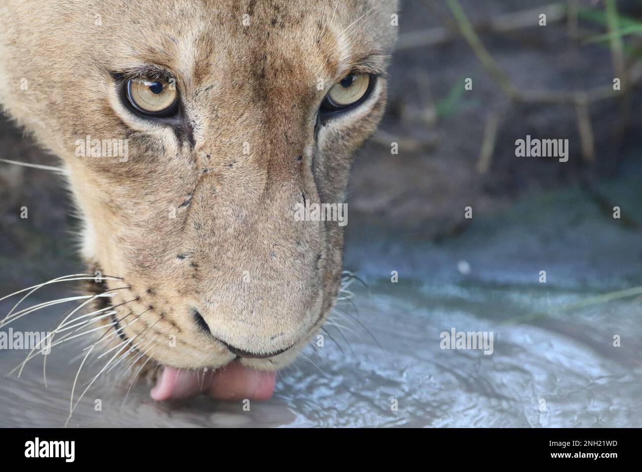LION Foto Stock