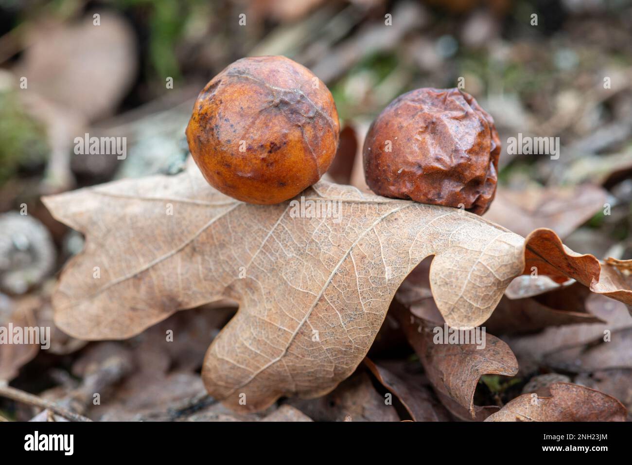 Le sfere sul lato inferiore delle foglie di quercia causate dalla vespa di gallo di ciliegio, Cynips quercusfolii, Surrey, Inghilterra, Regno Unito Foto Stock