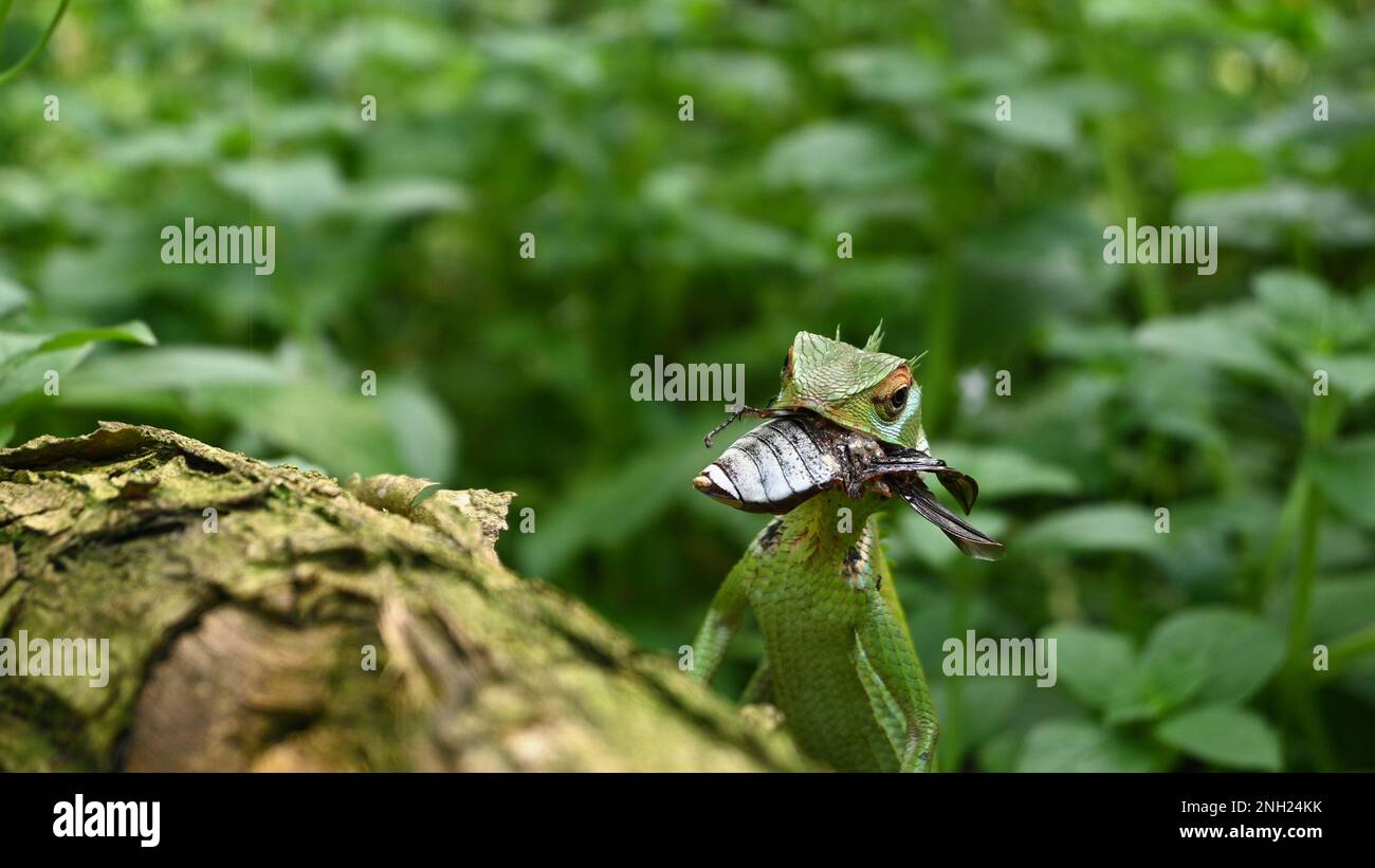 Una lucertola verde comune della foresta (Calotes Calotes) sta masticando le parti restanti dell'addome di un coleottero di cocco morto Foto Stock