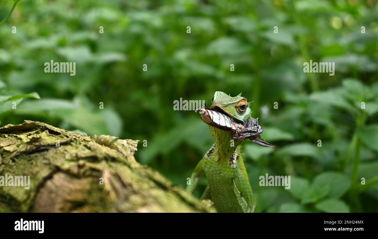Una testa elevata di una comune verde foresta lucertola con addome rimanente parte di un Beetle di cocco morto all'interno della bocca Foto Stock