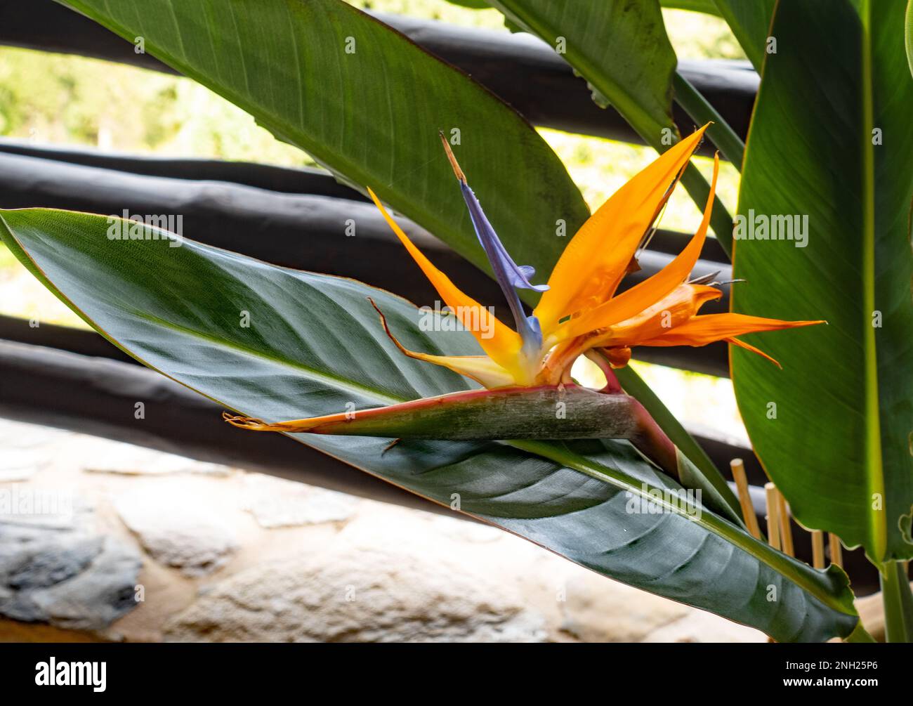 Uccello del Paradiso fiore in un giardino. Strelitzia reginae. Foto Stock