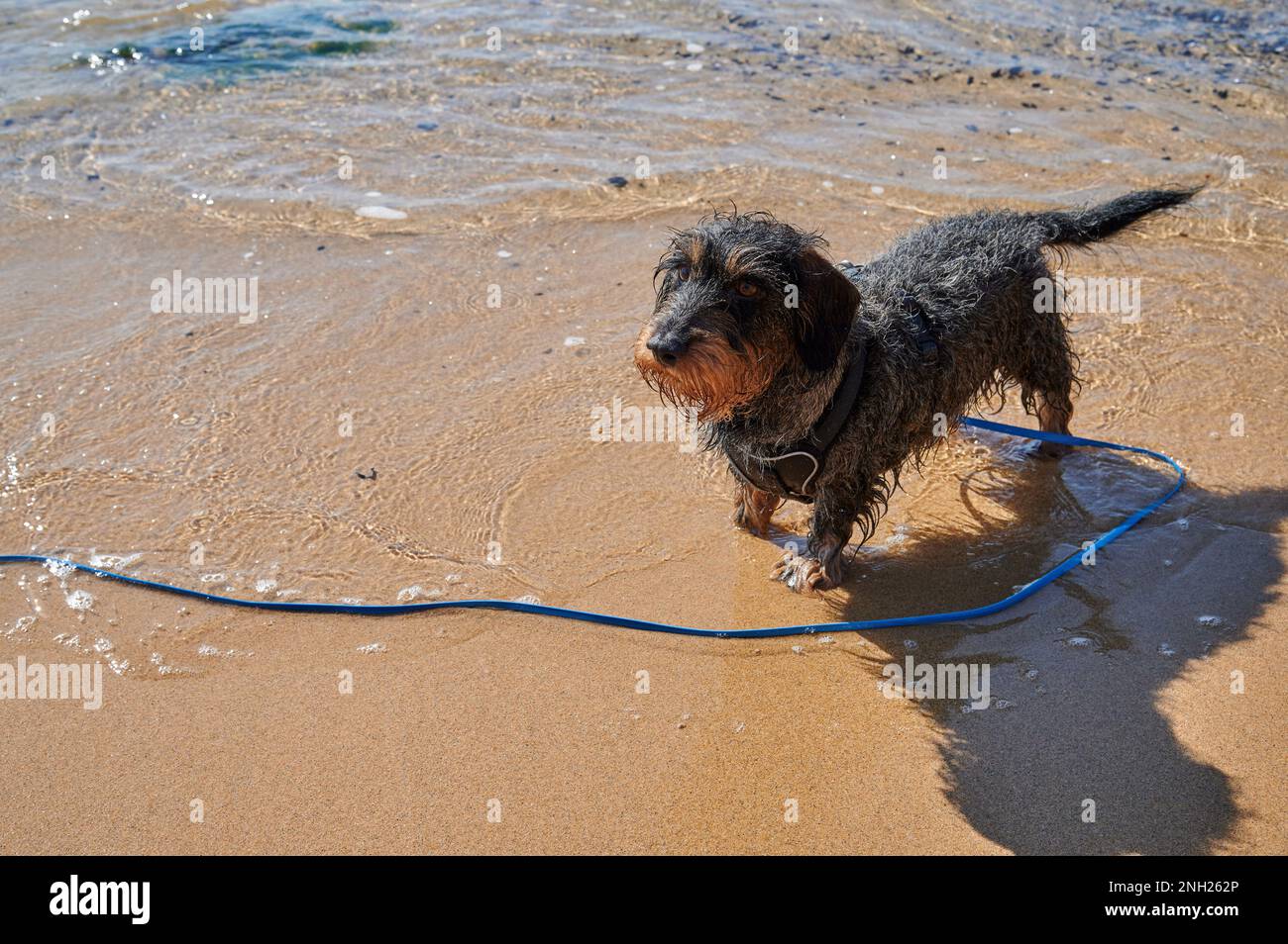 Piccolo dachshund bagnato sulla spiaggia nell'acqua di mare pulita su un guinzaglio Foto Stock