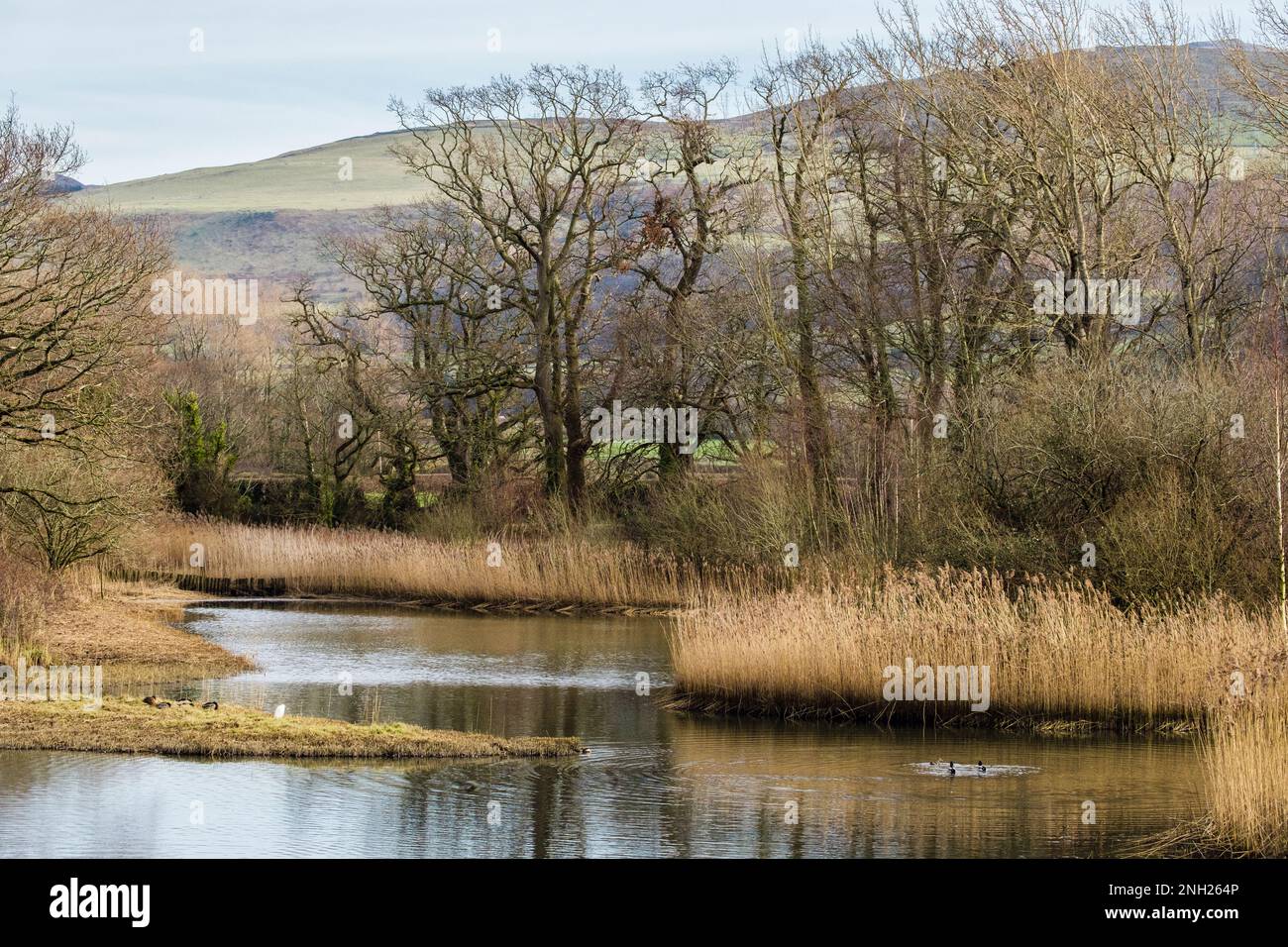 Vista sulle lagune rivestite di canneti nella riserva naturale. The Spinnies, Aberogwen, Bangor, Gwynedd, Galles, Regno Unito, Gran Bretagna, Europa Foto Stock