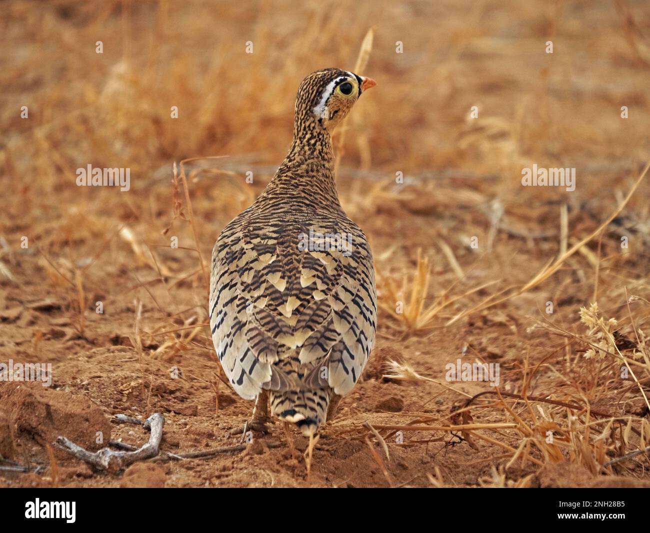 Sandgrouse maschio dalla faccia nera (Pterocles decoratus) ben mimetizzato con piume criptico su erba secca arida e arata della provincia di Galana, Kenya, Africa Foto Stock