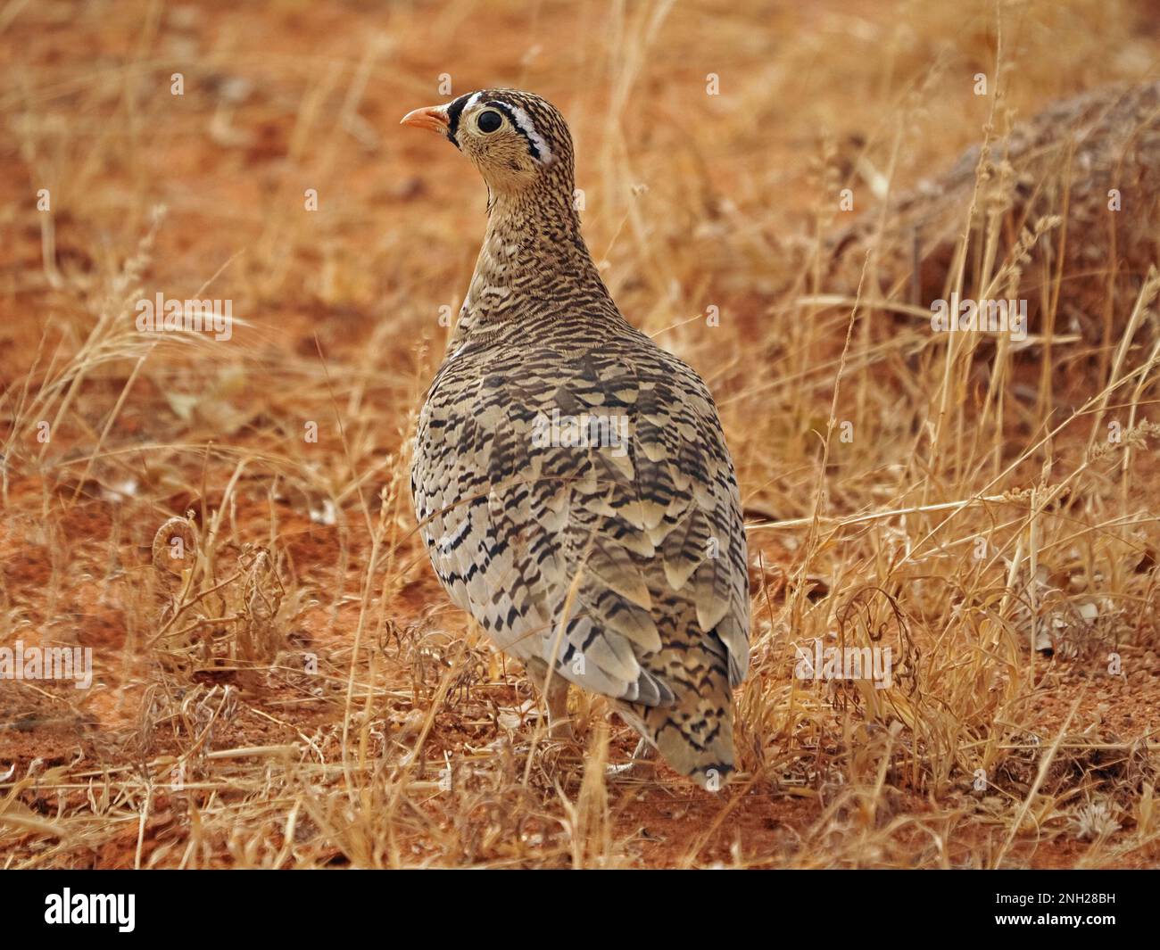 Sandgrouse maschio dalla faccia nera (Pterocles decoratus) ben mimetizzato con piume criptico su erba secca arida e arata della provincia di Galana, Kenya, Africa Foto Stock