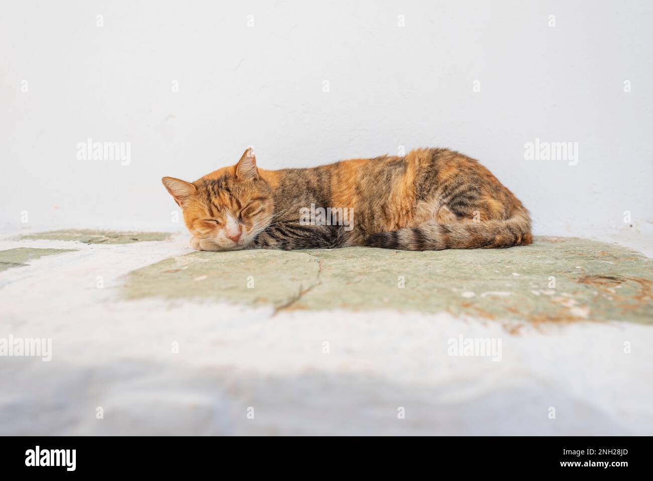 Gatto che dorme su un muro imbiancato nel villaggio di Chora, Folegandros Foto Stock