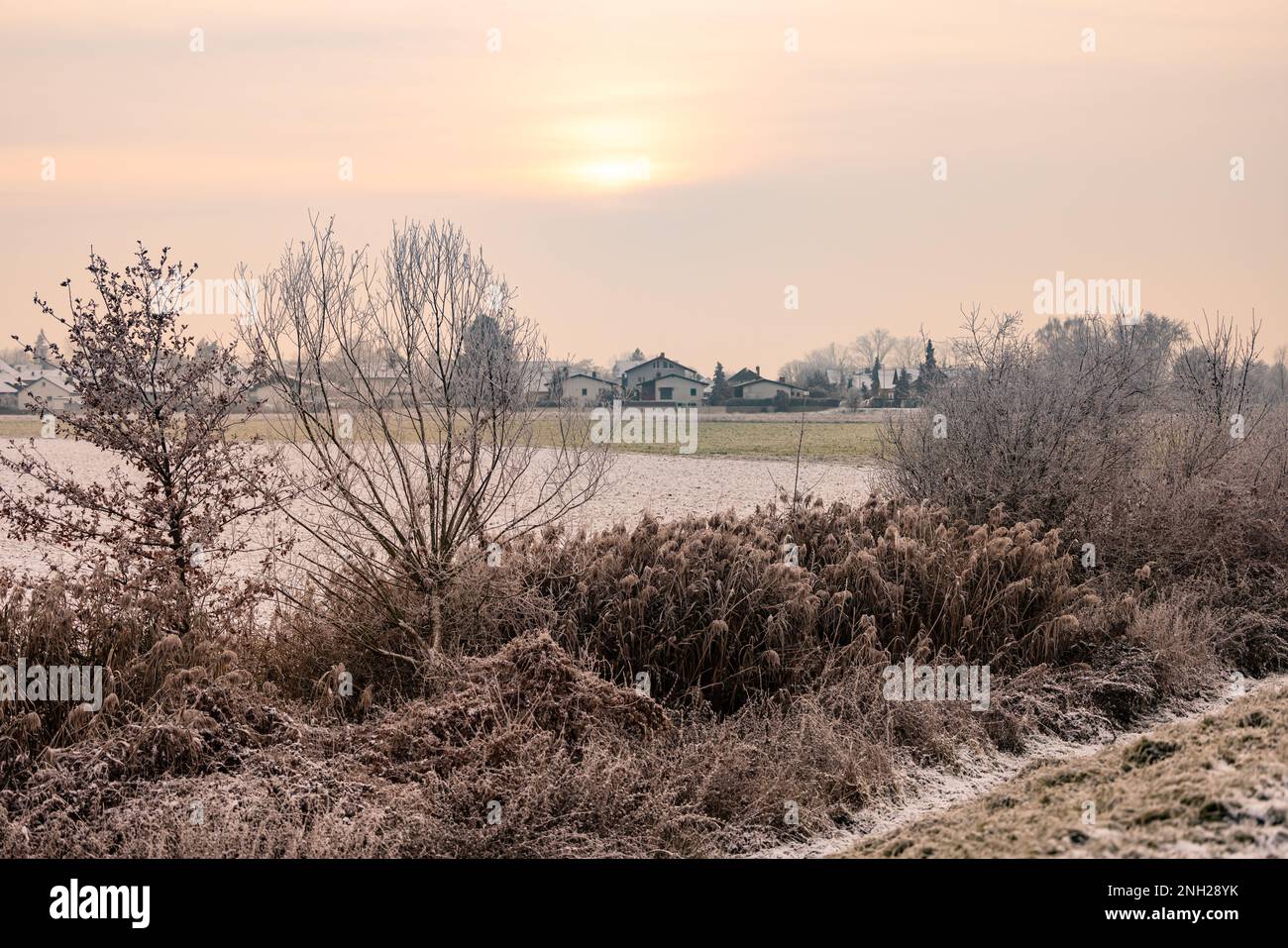 Cespugli ghiacciati di fronte a un villaggio in primavera in paesaggio rurale retroilluminato al tramonto, Germania Foto Stock