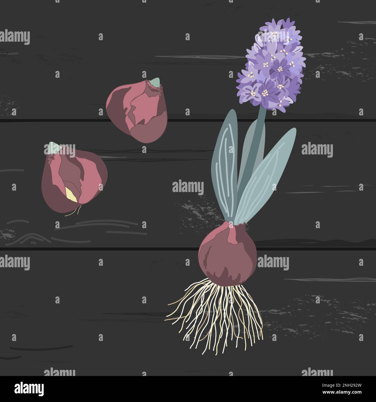 Set di giacinto viola, bulbi e pianta intera con cipolla, radici, foglie e fiori isolati su fondo scuro. Fiori in attesa di trapianto in un Illustrazione Vettoriale
