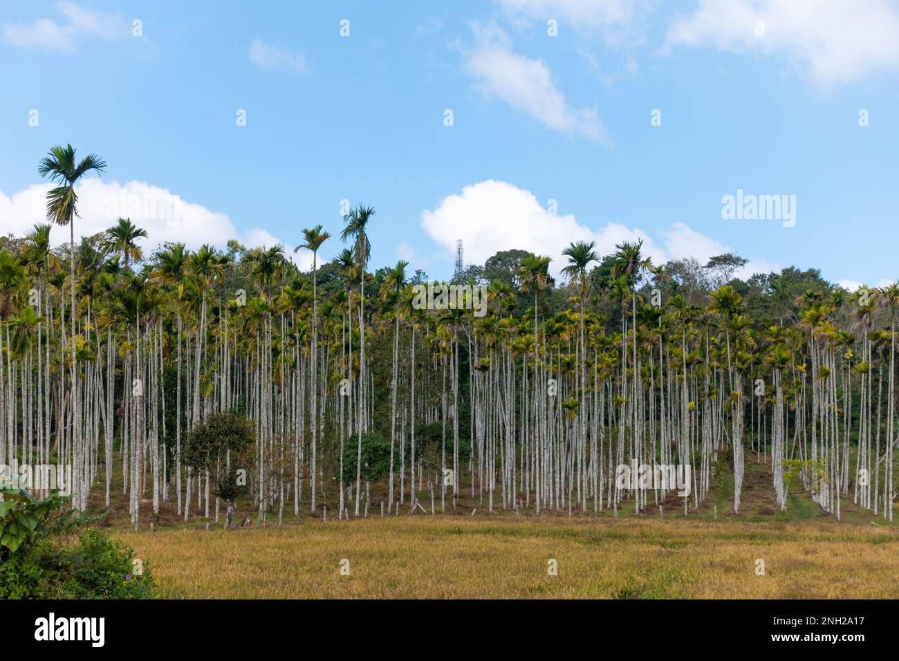 Vista distante di una piantagione di areca noce o betel noce palma in un campo agricolo aperto contro il cielo blu a Wayanad in Kerala, India. Foto Stock