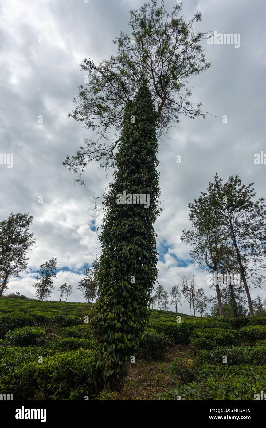 Albero alto coperto in creeper dalla pianta di pepe di mais in una piantagione di tè o tenuta a Wayanad in Kerala, India. Foto Stock