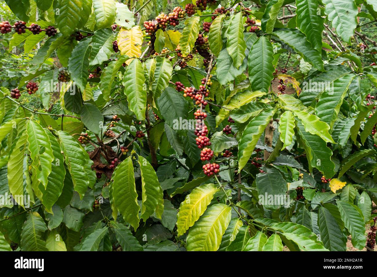 Primo piano di chicchi di caffè maturi che crescono in una pianta di caffè in una piantagione di caffè a Wayanad nel Kerala, in India. Foto Stock