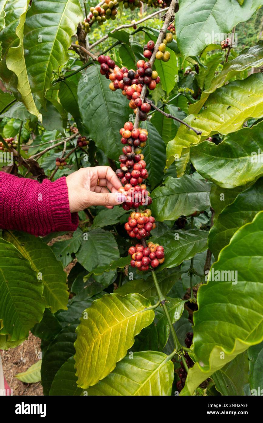 Vista ravvicinata della mano di una donna che raccoglie i chicchi di caffè dal caffè in una piantagione a Wayanad nel Kerala, in India. Foto Stock