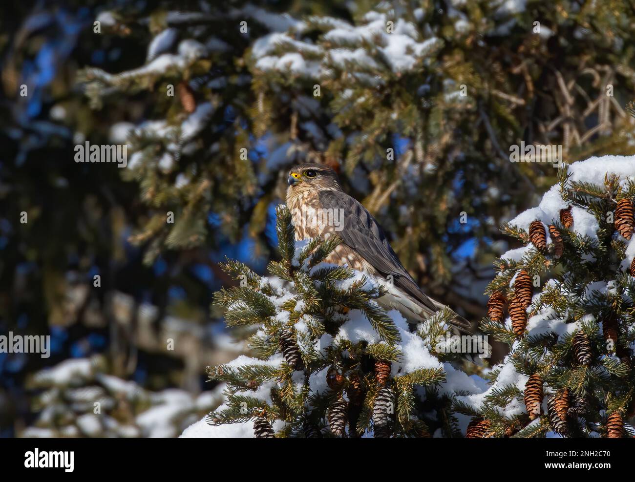 Merlin è un piccolo falco arroccato in un albero di cedro caccia in inverno. Foto Stock