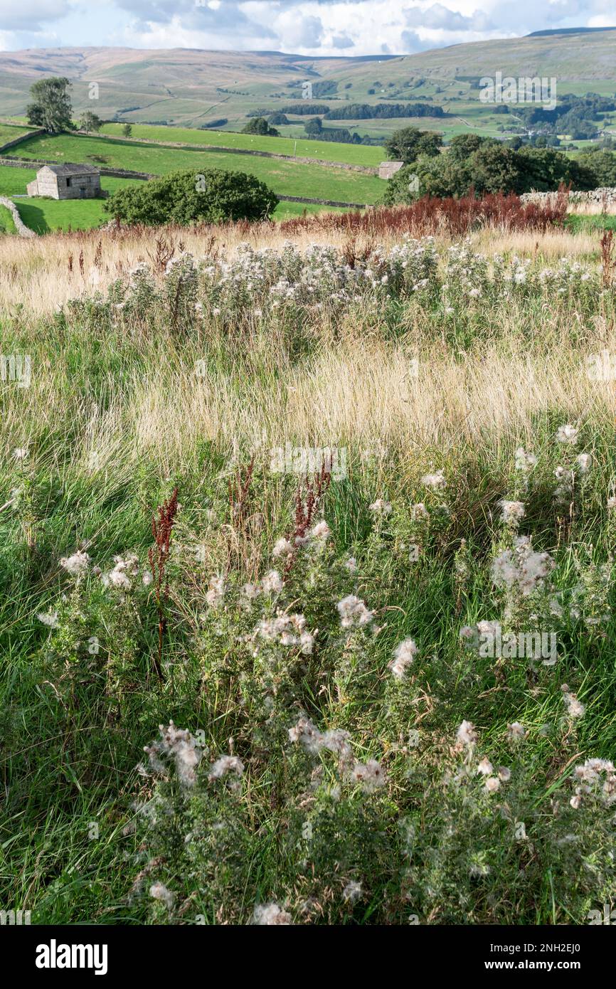 I terreni agricoli delle Yorkshire Dales lasciarono la loro natura selvaggia ricoperta di erbacce rispetto ai terreni tradizionalmente coltivati sullo sfondo. Hawes, North Yorkshire, Regno Unito Foto Stock