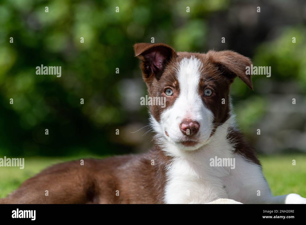 Bordo marrone e bianco Collie cucciolo fuori nei campi. North Yorkshire, Regno Unito. Foto Stock