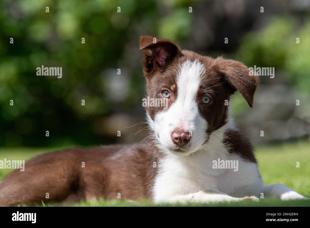 Bordo marrone e bianco Collie cucciolo fuori nei campi. North Yorkshire, Regno Unito. Foto Stock