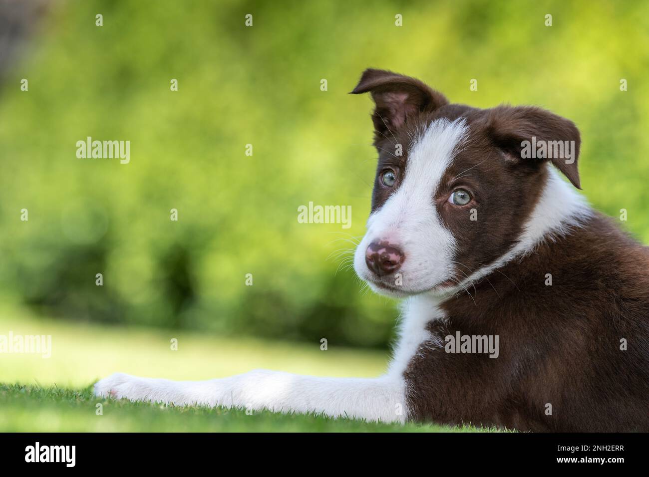 Bordo marrone e bianco Collie cucciolo fuori nei campi. North Yorkshire, Regno Unito. Foto Stock