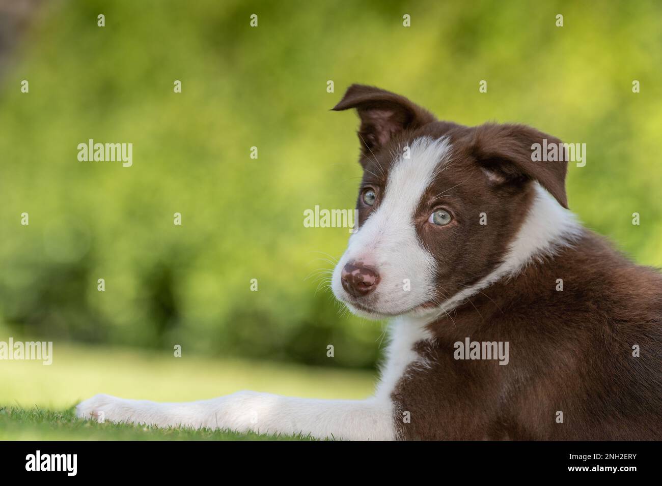 Bordo marrone e bianco Collie cucciolo fuori nei campi. North Yorkshire, Regno Unito. Foto Stock