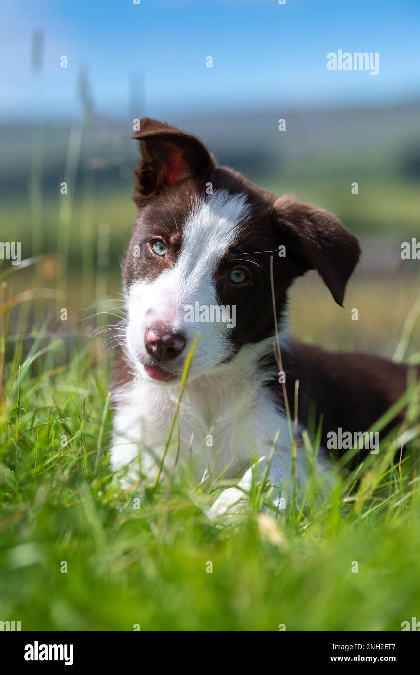 Bordo marrone e bianco Collie cucciolo fuori nei campi. North Yorkshire, Regno Unito. Foto Stock