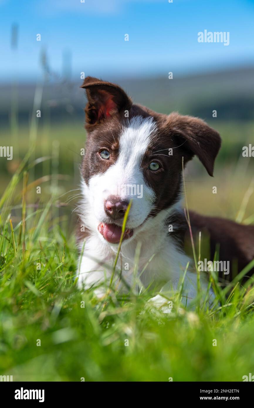 Bordo marrone e bianco Collie cucciolo fuori nei campi. North Yorkshire, Regno Unito. Foto Stock