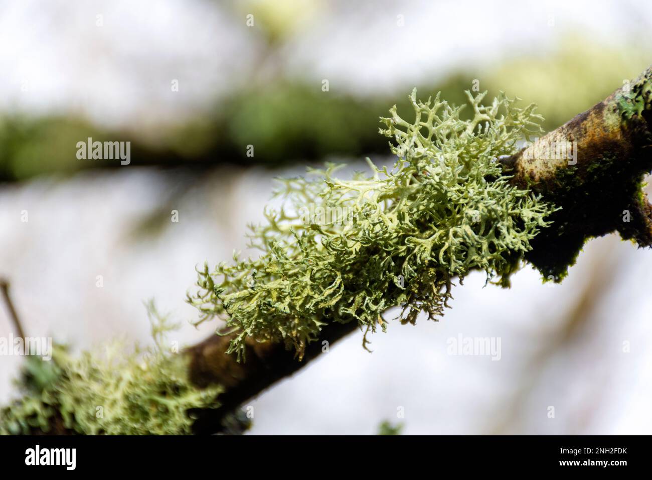 Letharia vulpina, una specie di fungo di lichen frutticoso della famiglia Parmeliaceae, comunemente nota come lichen di lupo. Tipi corticolosi di licheni liv Foto Stock