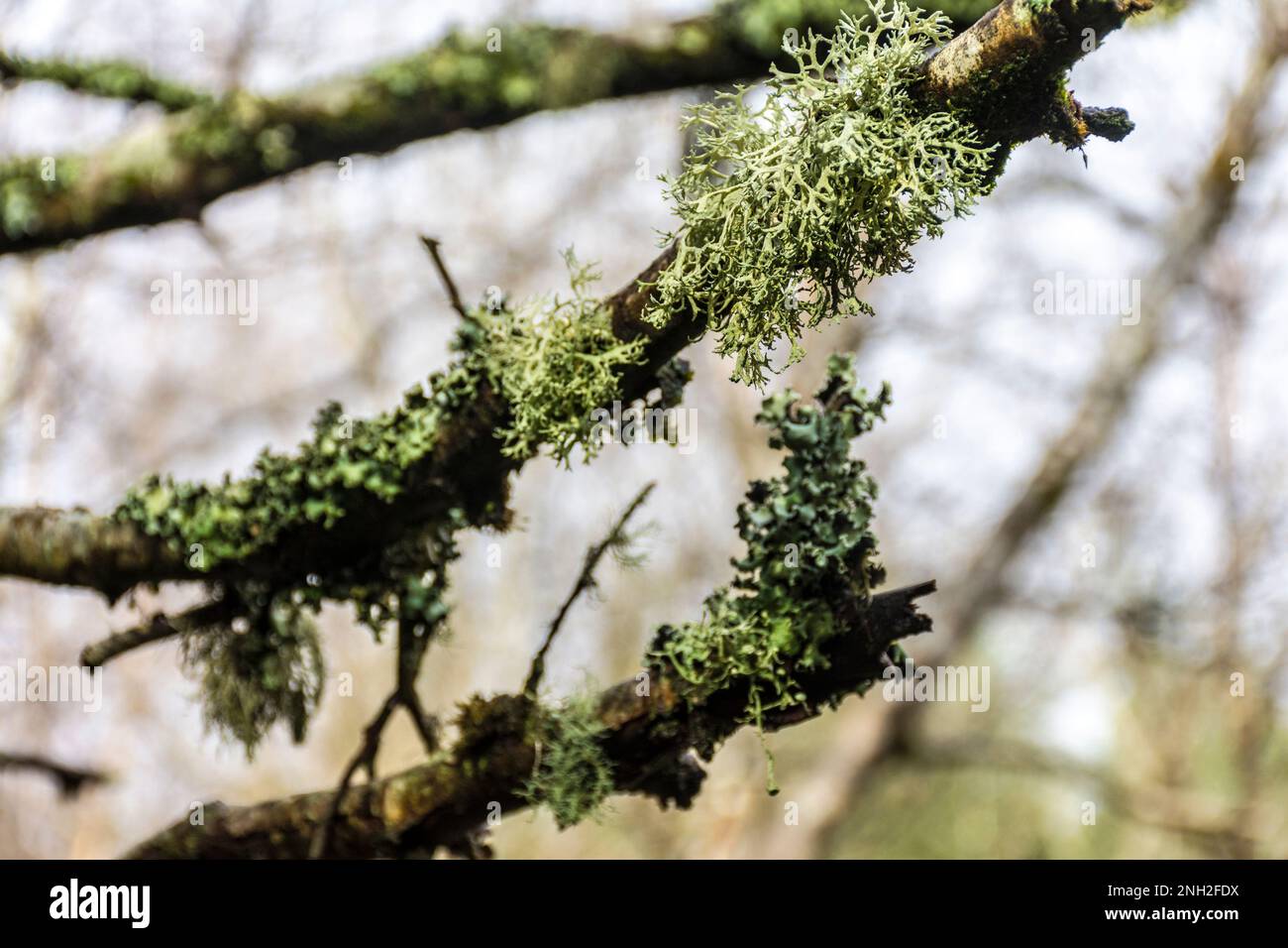 Letharia vulpina, una specie di fungo di lichen frutticoso della famiglia Parmeliaceae, comunemente nota come lichen di lupo. Tipi corticolosi di licheni liv Foto Stock