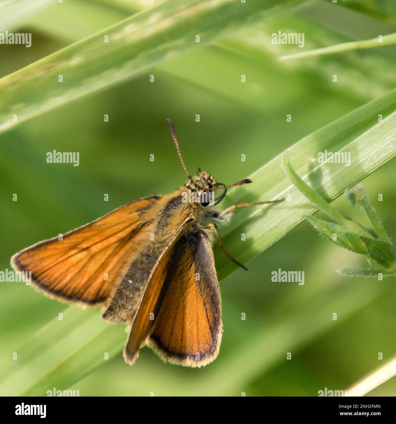 Dickkoppalter, Schmetterling auf Grashalm Foto Stock