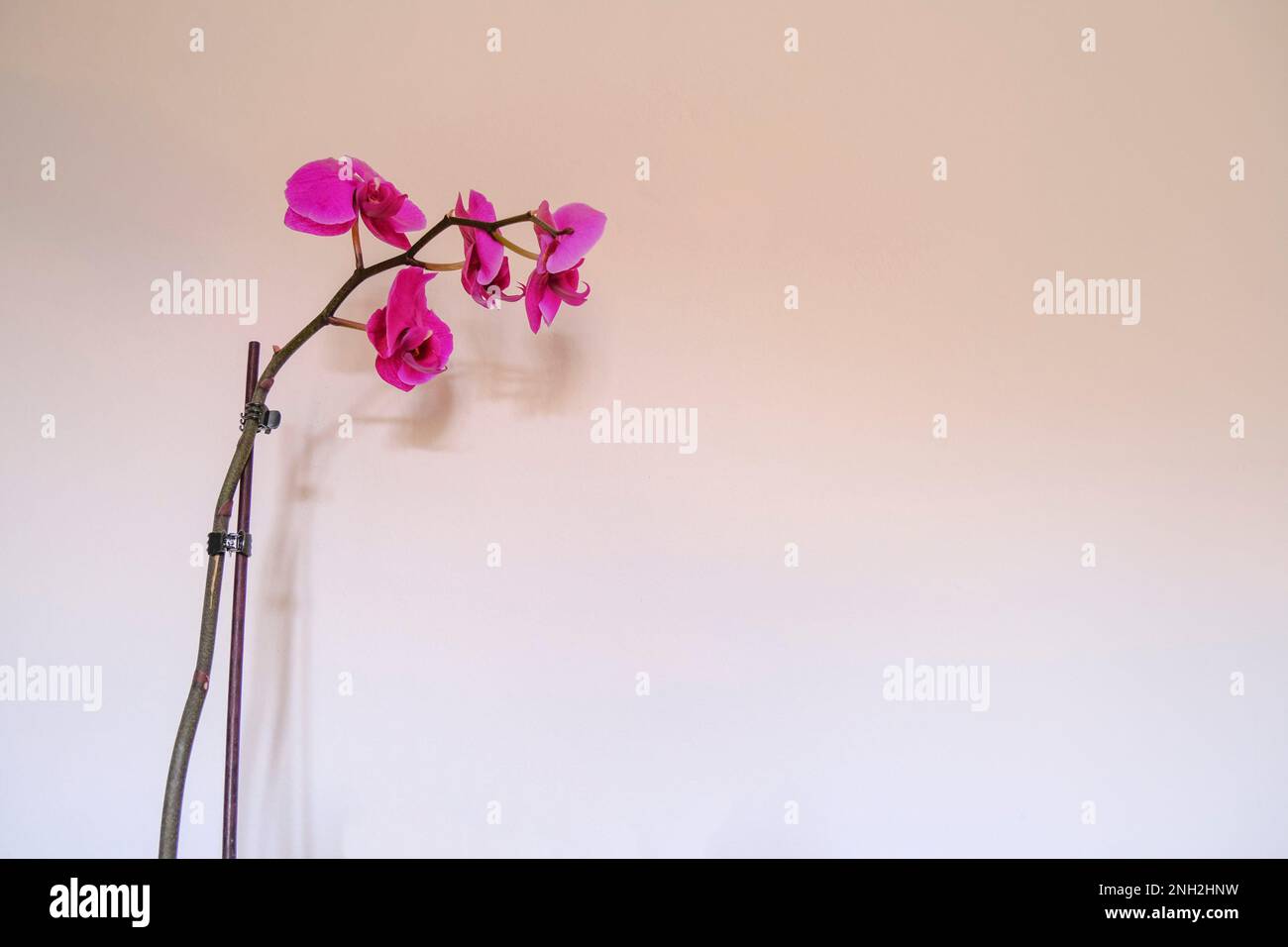 Diramazione con fiori orchidee viola primo piano attraverso la parete bianca. Sfondo floreale. disegno di cartolina. Macro Foto Stock