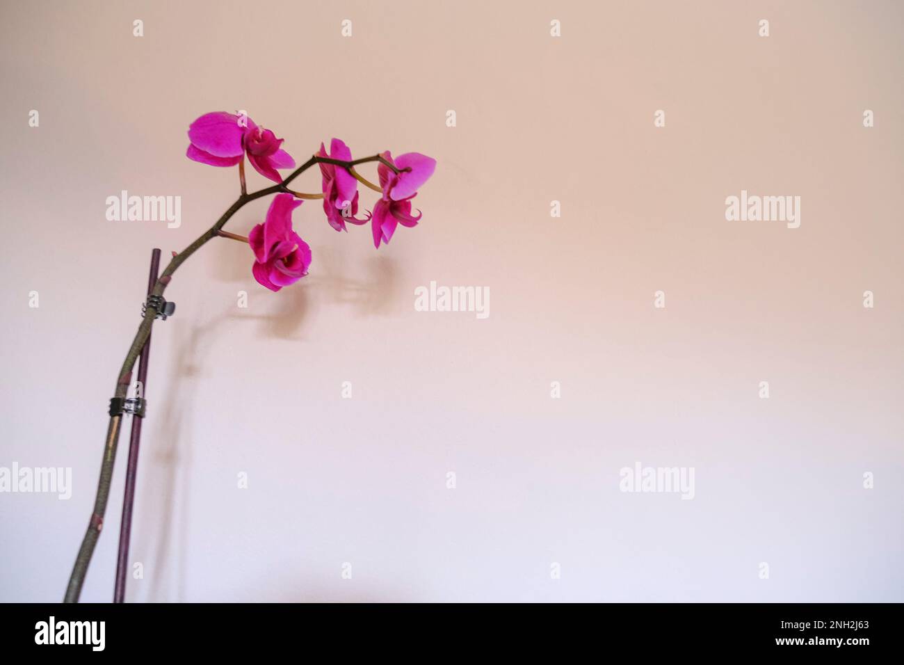 Diramazione con fiori orchidee viola primo piano attraverso la parete bianca. Sfondo floreale. disegno di cartolina. Macro Foto Stock