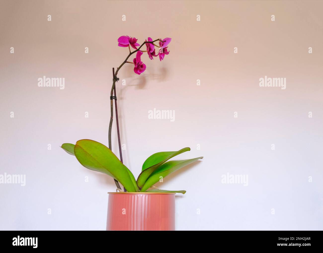 fiore di orchidea viola in un vaso da vicino attraverso la parete bianca. Sfondo floreale. Spazio di copia. Arredamento interno. Giardinaggio Foto Stock