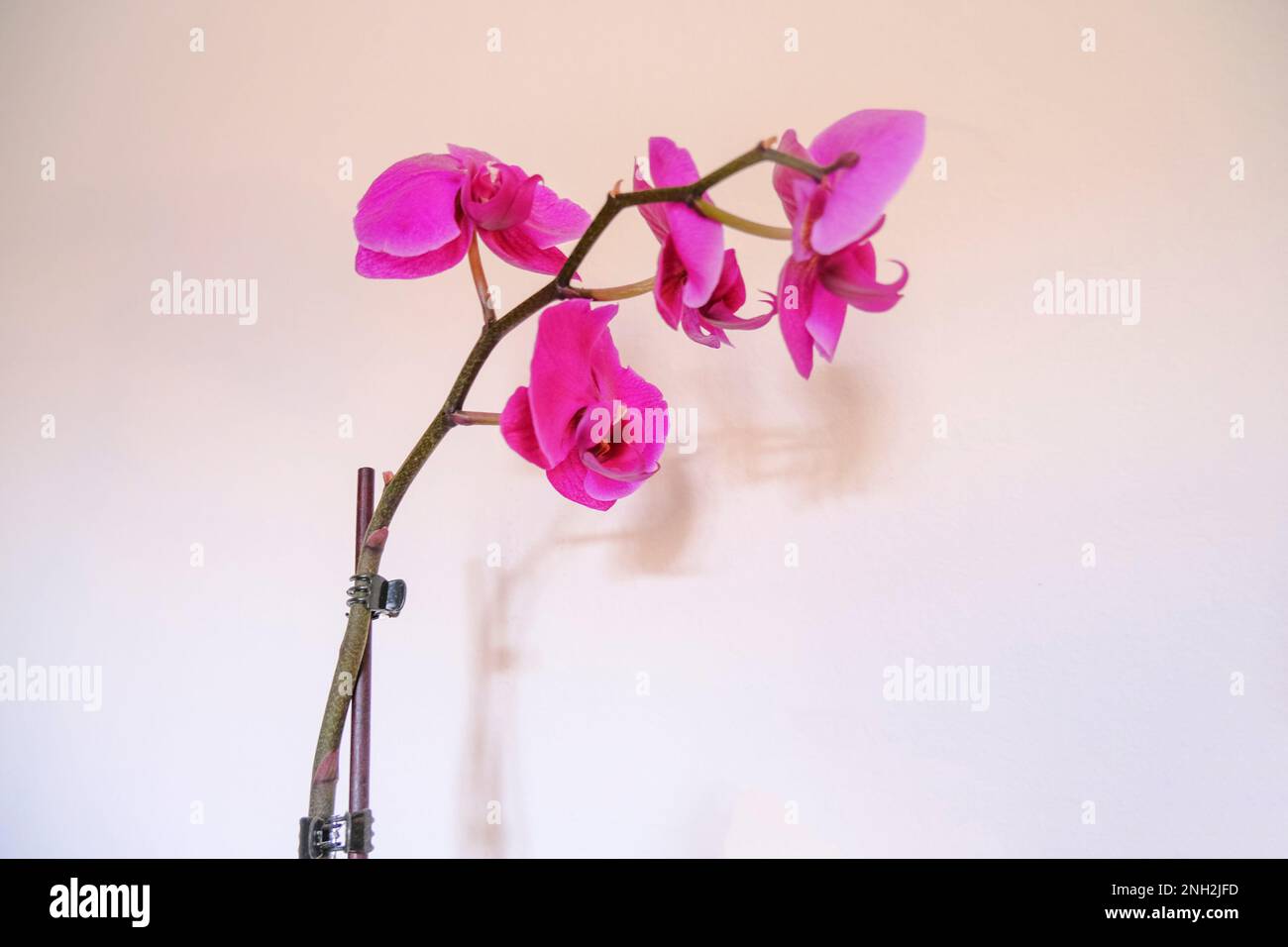 Diramazione con fiori orchidee viola primo piano attraverso la parete bianca. Sfondo floreale. disegno di cartolina. Macro Foto Stock