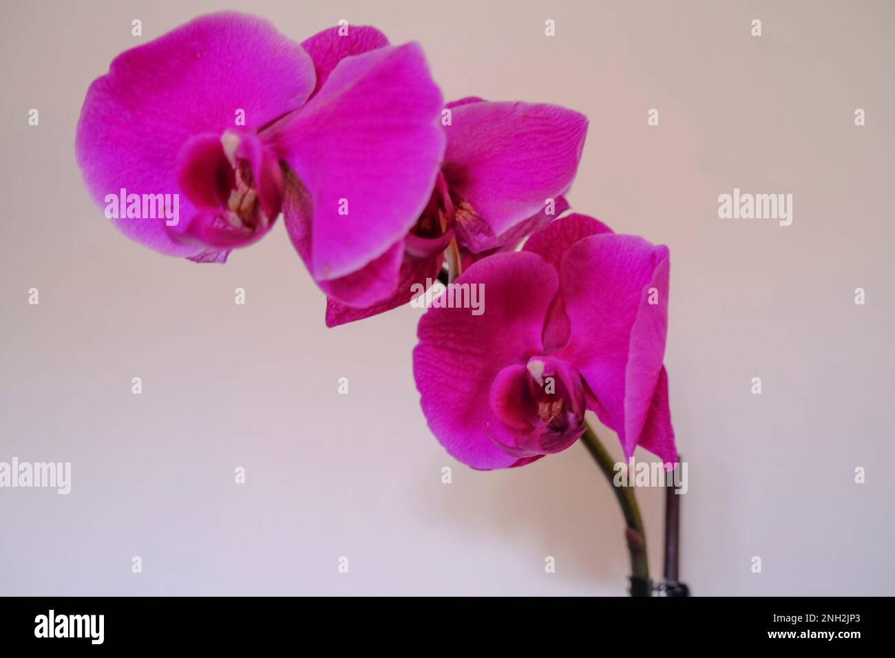 Fuoco selettivo sul ramo con i fiori di orchidea viola primo piano attraverso la parete bianca. Sfondo floreale. disegno di cartolina. Macro Foto Stock